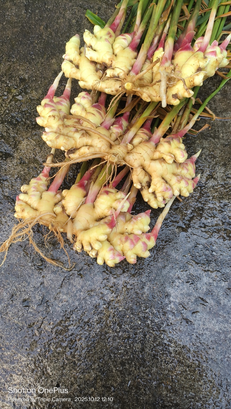 基地直供，市场营销