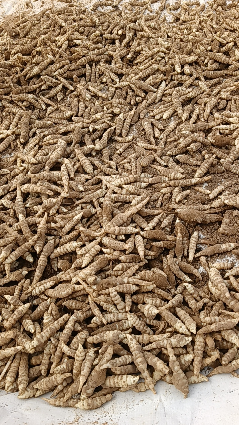 螺狮菜