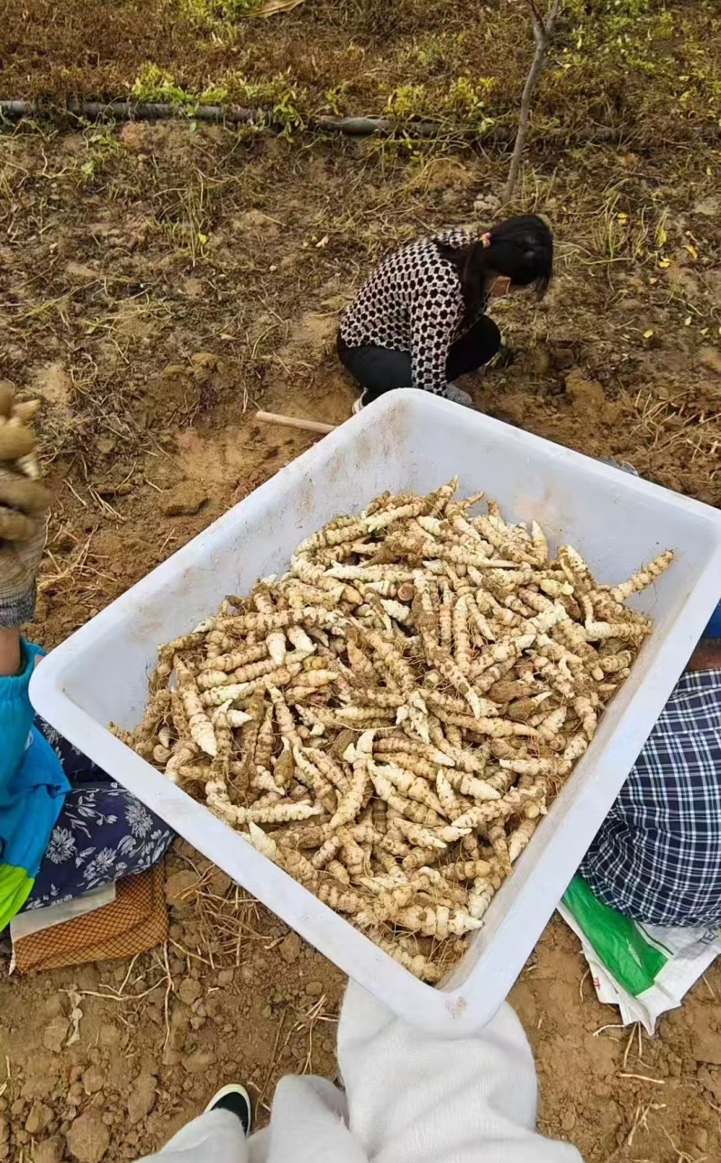 螺狮菜