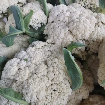 菜花徐州菜花大量上市，有需要的朋友联系