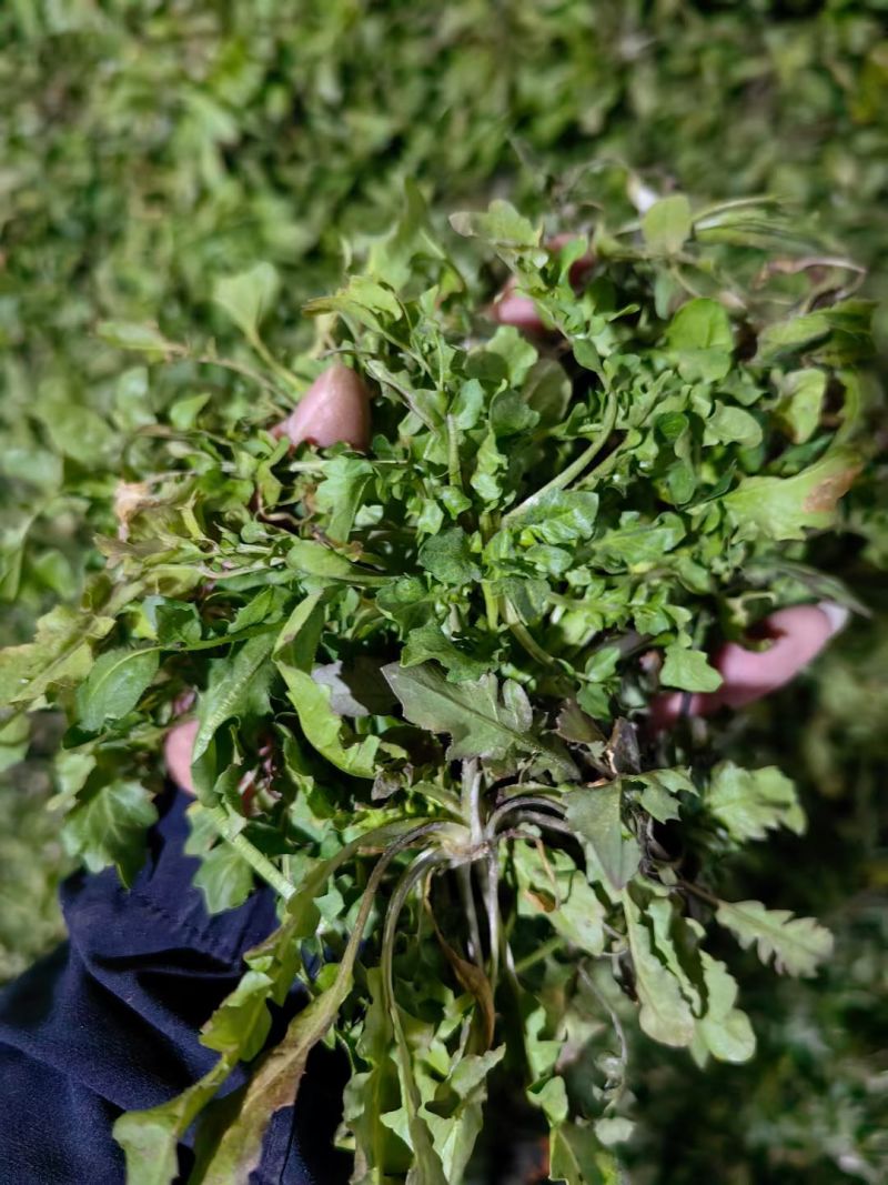 2026年春季荠菜供应:纯野生荠菜、仿野生荠菜、工厂荠菜