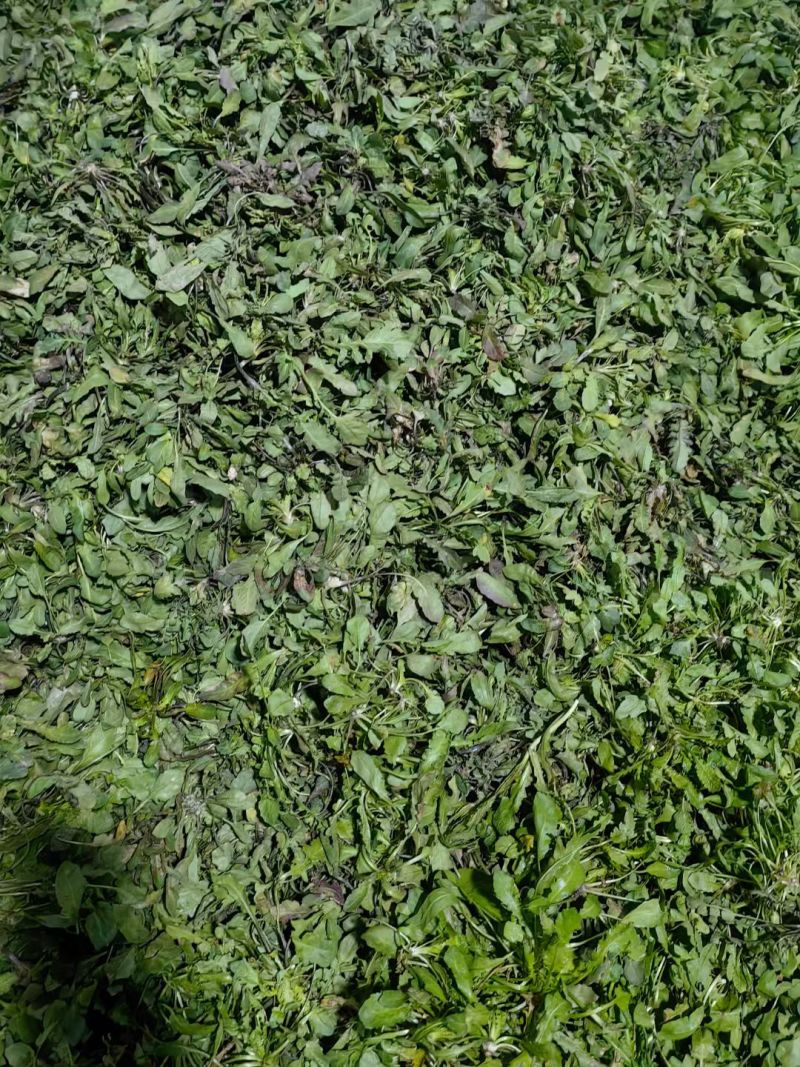 2026年春季荠菜供应:纯野生荠菜、仿野生荠菜、工厂荠菜