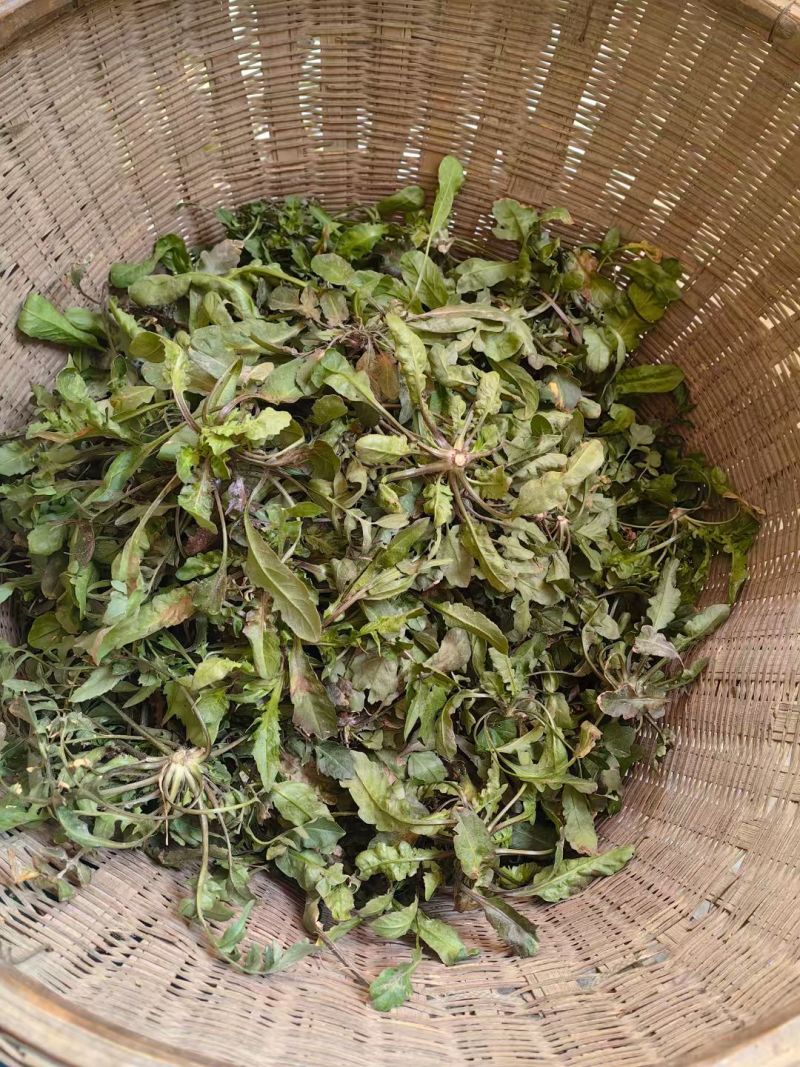 2026年春季荠菜供应:纯野生荠菜、仿野生荠菜、工厂荠菜