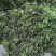 2026年春季荠菜供应:纯野生荠菜、仿野生荠菜、工厂荠菜