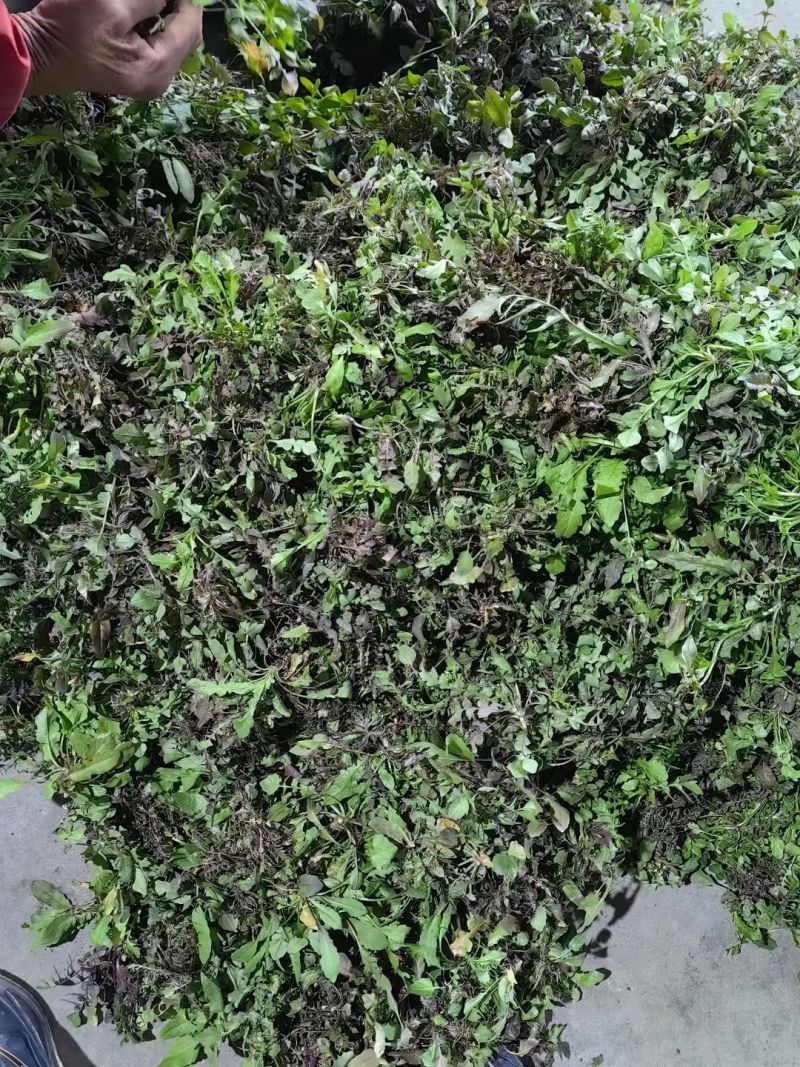 2026年春季荠菜供应:纯野生荠菜、仿野生荠菜、工厂荠菜