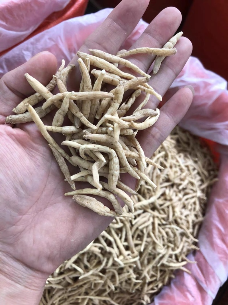 无硫太子参孩儿参童子身规格齐全一手货源批发零售