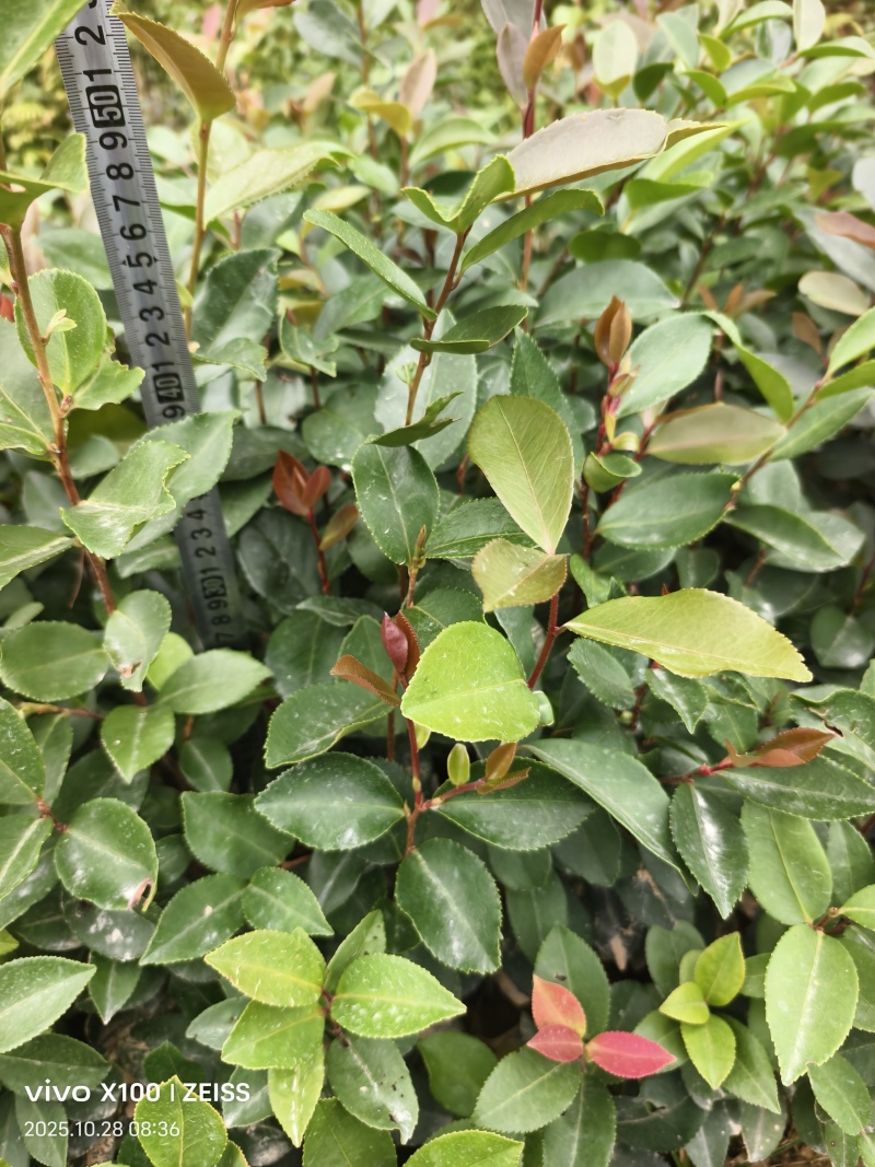 油茶苗直生苗杯苗，软枝油茶苗小杯苗，中杯苗