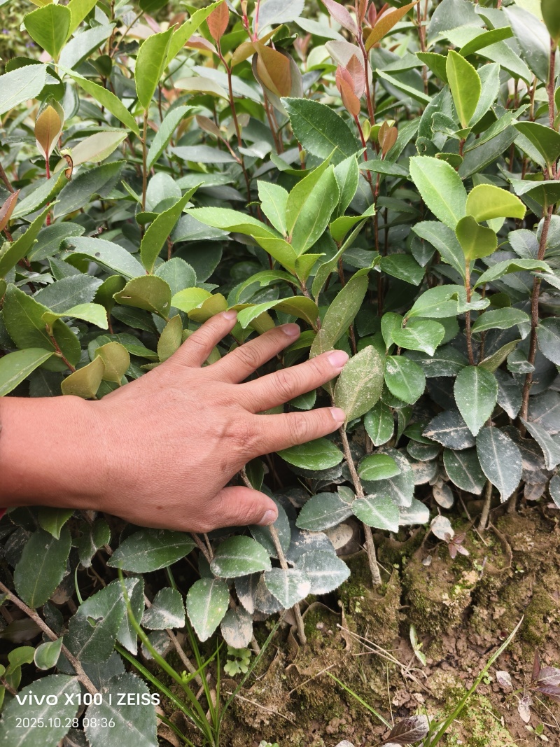 油茶苗直生苗杯苗，软枝油茶苗小杯苗，中杯苗