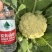 绿梗散花有机菜花