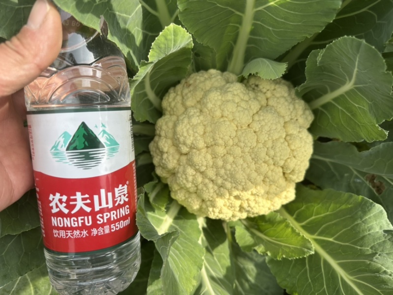 绿梗散花有机菜花