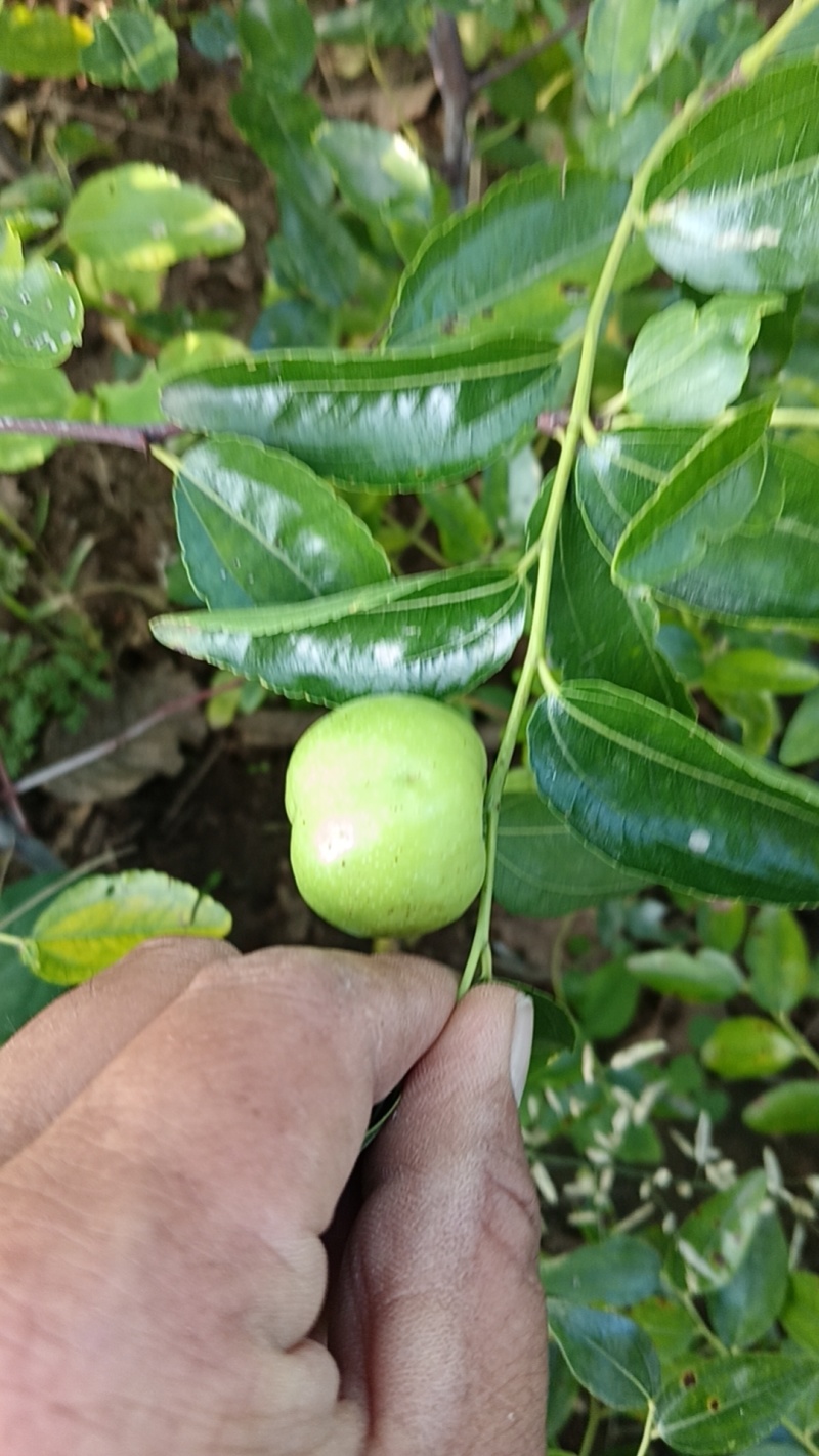 蟠枣树苗，现挖现发。成活有保证。欢迎来电咨询。诚信第一