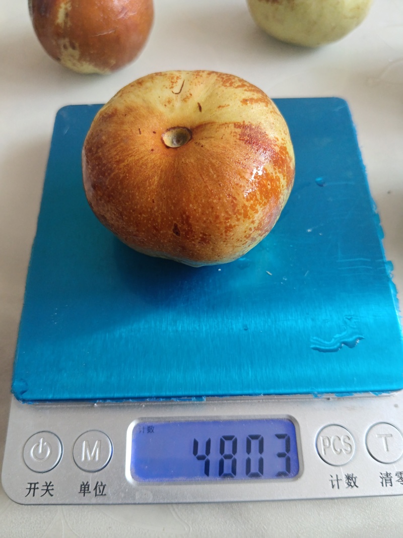 蟠枣树苗，现挖现发。成活有保证。欢迎来电咨询。诚信第一