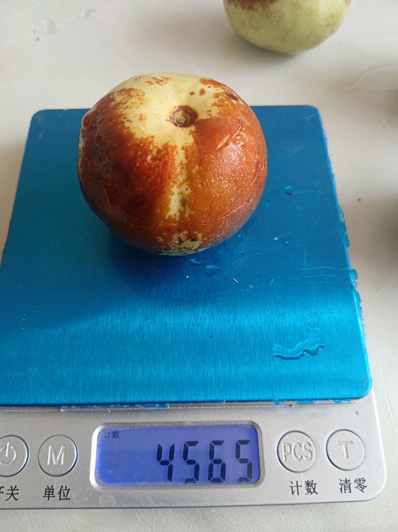 蟠枣树苗，现挖现发。成活有保证。欢迎来电咨询。诚信第一