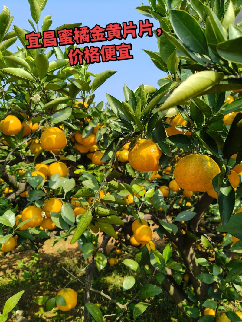 电商微商主打）云南高山特早蜜橘柑桔社区团供应链岀口供货
