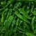301泡椒鲜辣椒商丘301泡椒产地直发保质保量