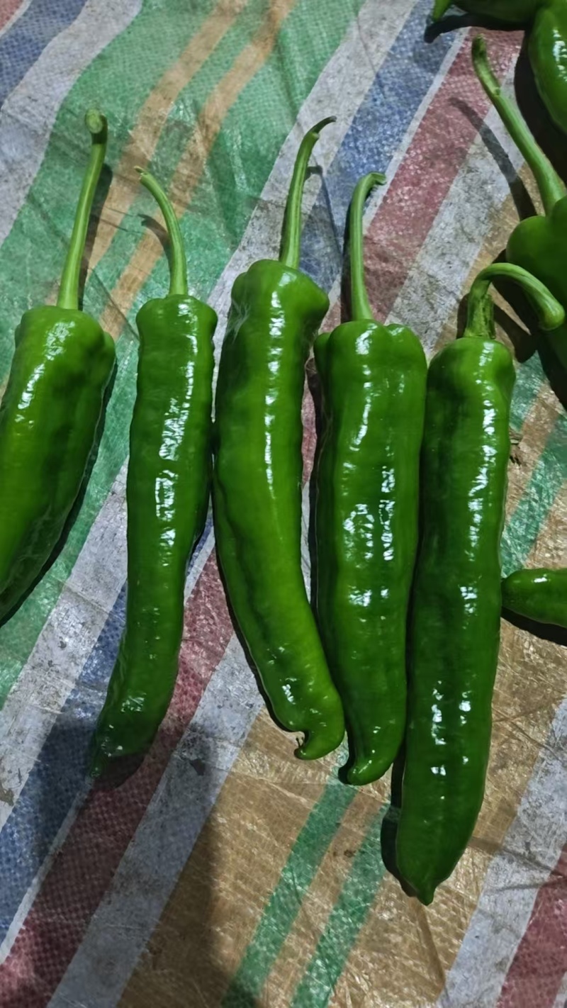 301泡椒鲜辣椒商丘301泡椒产地直发保质保量