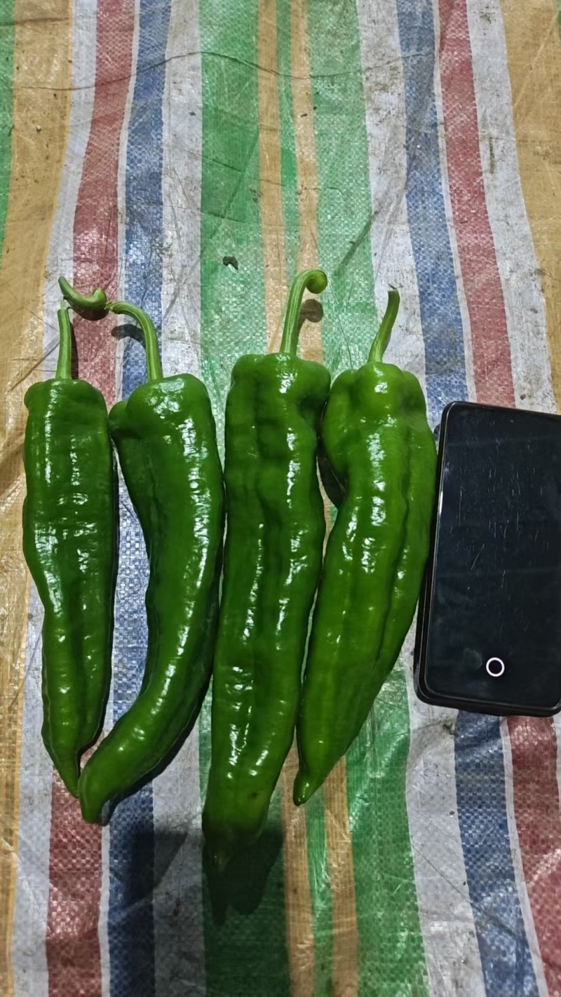 301泡椒鲜辣椒商丘301泡椒产地直发保质保量