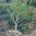 中国红枫D8cm、D10cm，基地有量，欢迎来一亩田订购