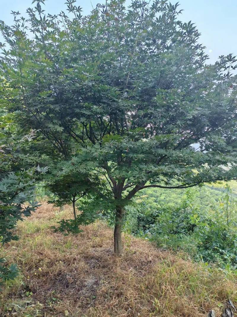 中国红枫D8cm、D10cm，基地有量，欢迎来一亩田订购