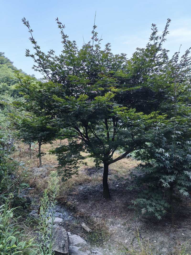 中国红枫D8cm、D10cm，基地有量，欢迎来一亩田订购