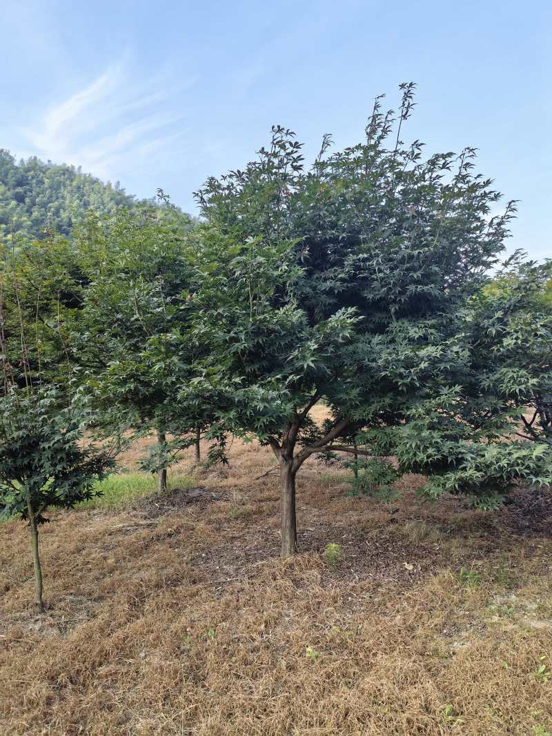 中国红枫D8cm、D10cm，基地有量，欢迎来一亩田订购
