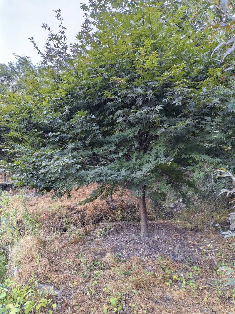 中国红枫D8cm、D10cm，基地有量，欢迎来一亩田订购