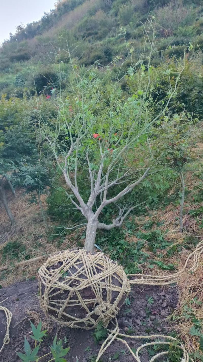 中国红枫D8cm、D10cm，基地有量，欢迎来一亩田订购