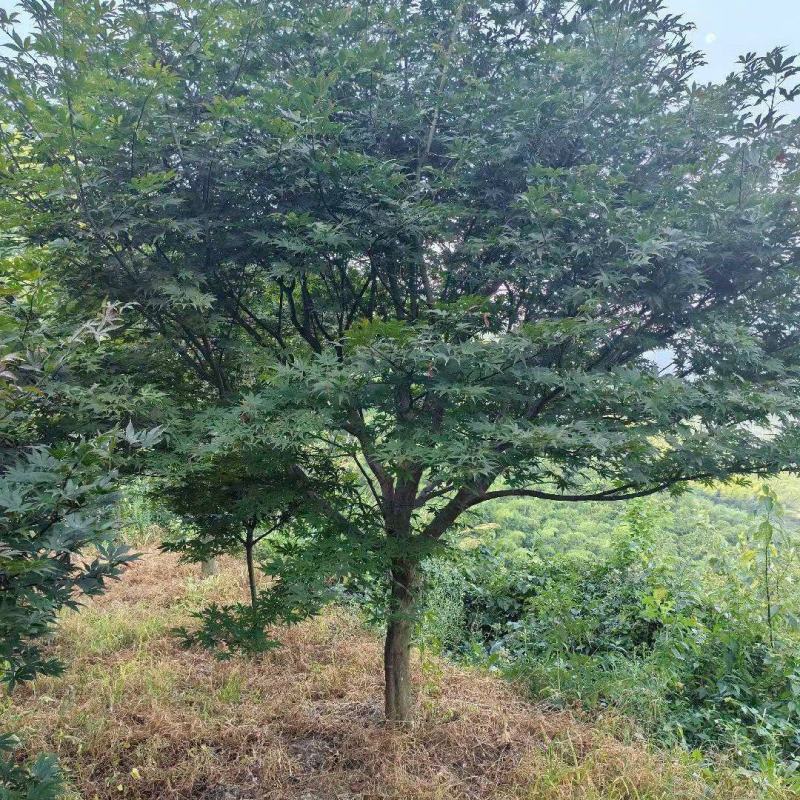 中国红枫D8cm、D10cm，基地有量，欢迎来一亩田订购