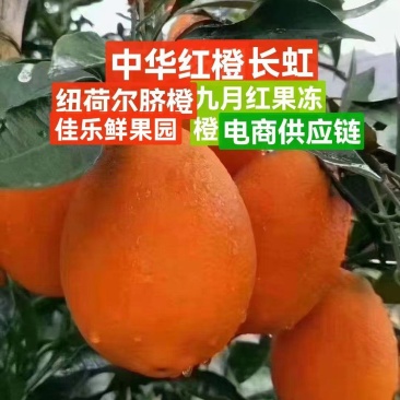 主打电商供应链〉纽荷尔丶九月红长虹中华红电商社团市场销售