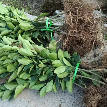 无核蜜柚苗。无病菌，根系发达大量供应基地直发