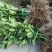 无核蜜柚苗。无病菌，根系发达大量供应基地直发
