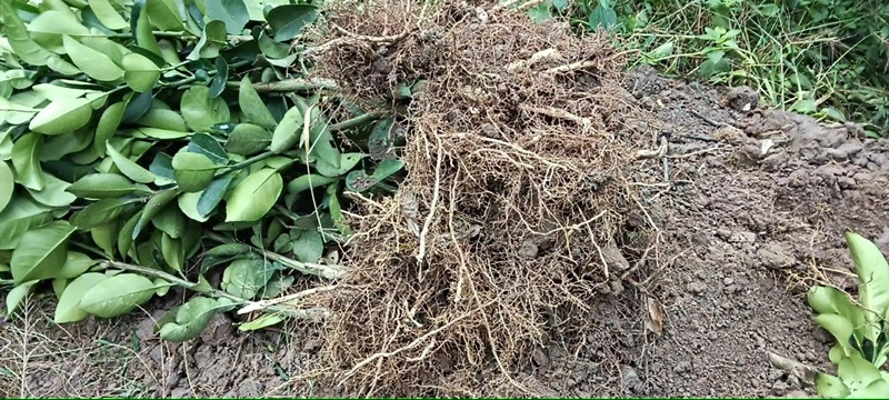 无核蜜柚苗。无病菌，根系发达大量供应基地直发
