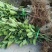 无核蜜柚苗。无病菌，根系发达大量供应基地直发