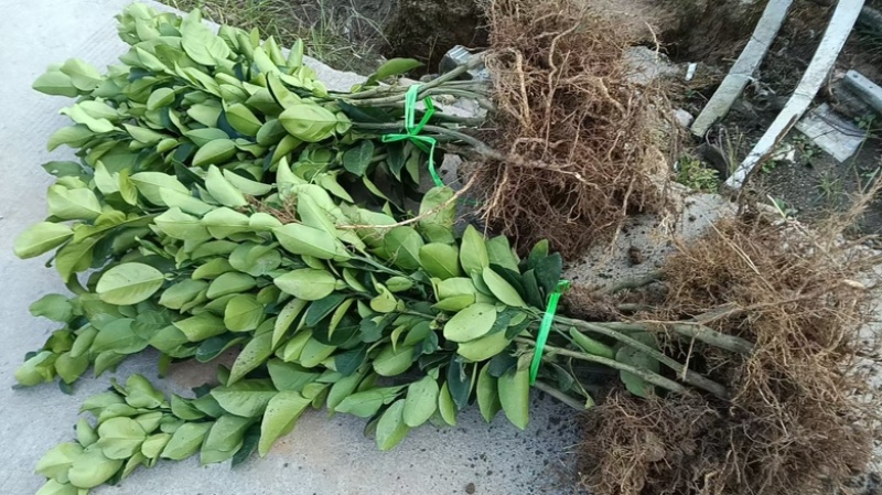 无核蜜柚苗。无病菌，根系发达大量供应基地直发