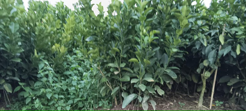 无核蜜柚苗。无病菌，根系发达大量供应基地直发