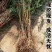正宗嫁接五月红水蜜桃大果新品种耐寒嫁接
