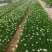 葱兰、韭兰小杯、120杯，基地有量，欢迎来一亩田订购。