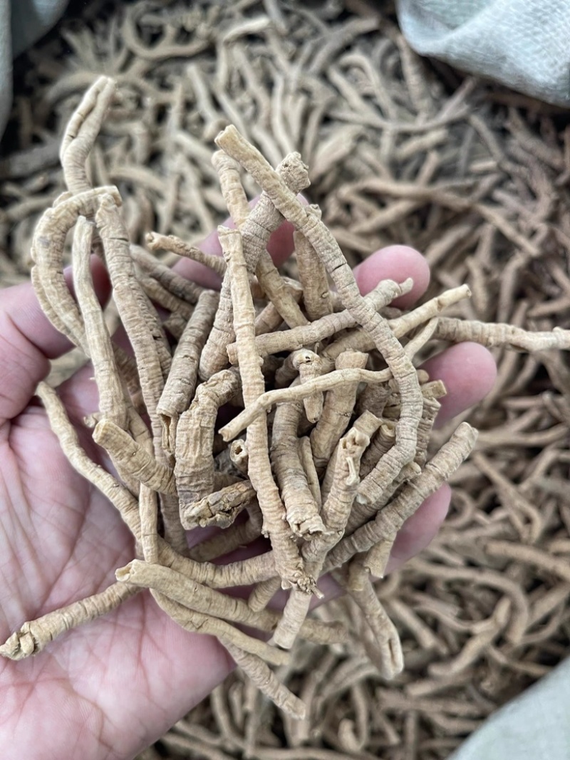 远志山西大同远志无硫熏抽芯远志规格齐全批发零售