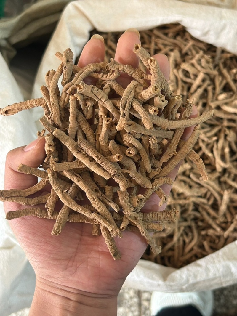远志山西大同远志无硫熏抽芯远志规格齐全批发零售