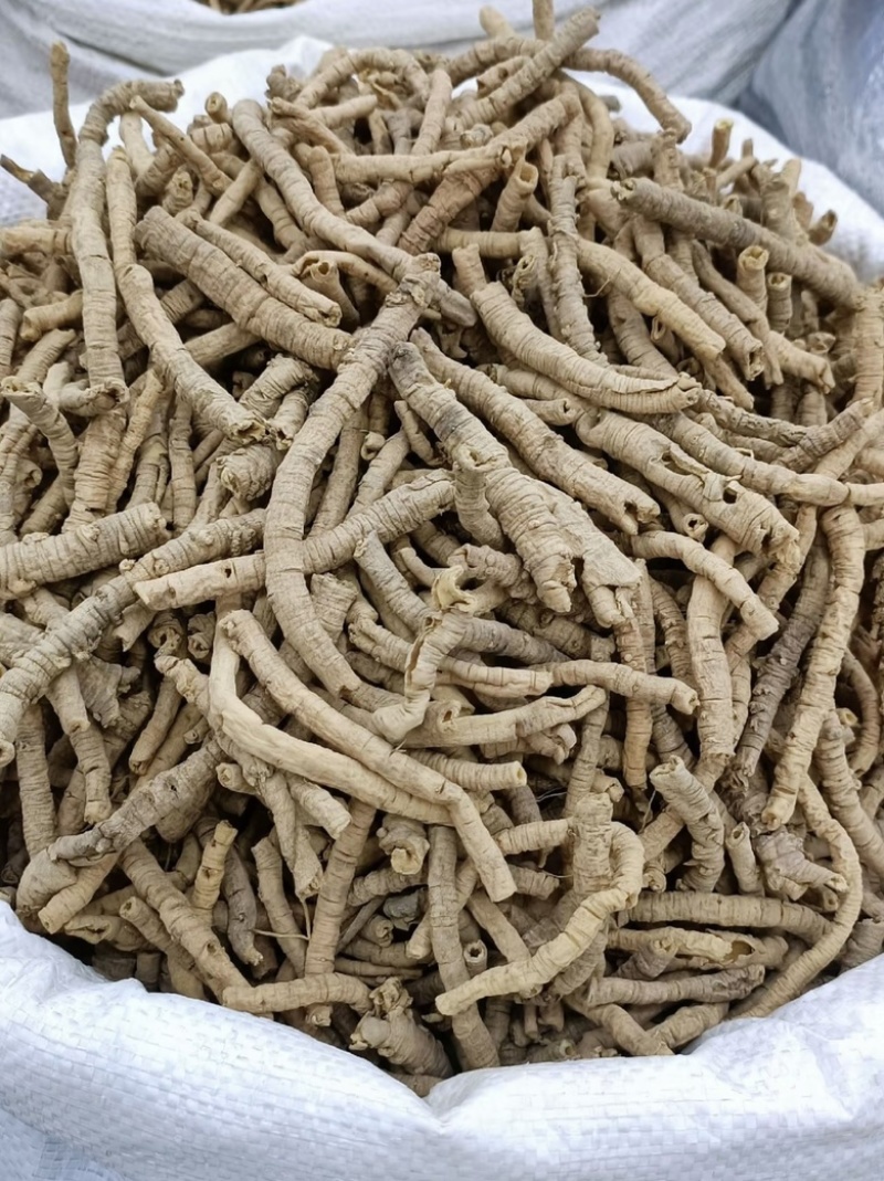 远志山西大同远志无硫熏抽芯远志规格齐全批发零售