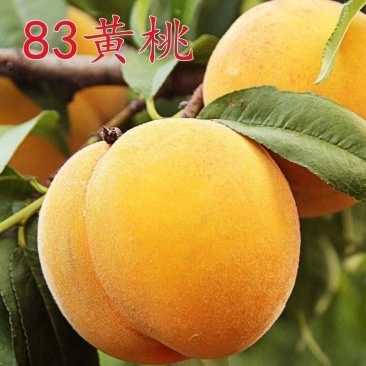 新品种嫁接83黄桃苗早熟耐寒南北方种植