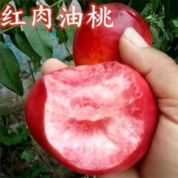 新品种油桃树苗红皮红肉油桃苗南北方种植