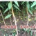 新品种油桃树苗红皮红肉油桃苗南北方种植