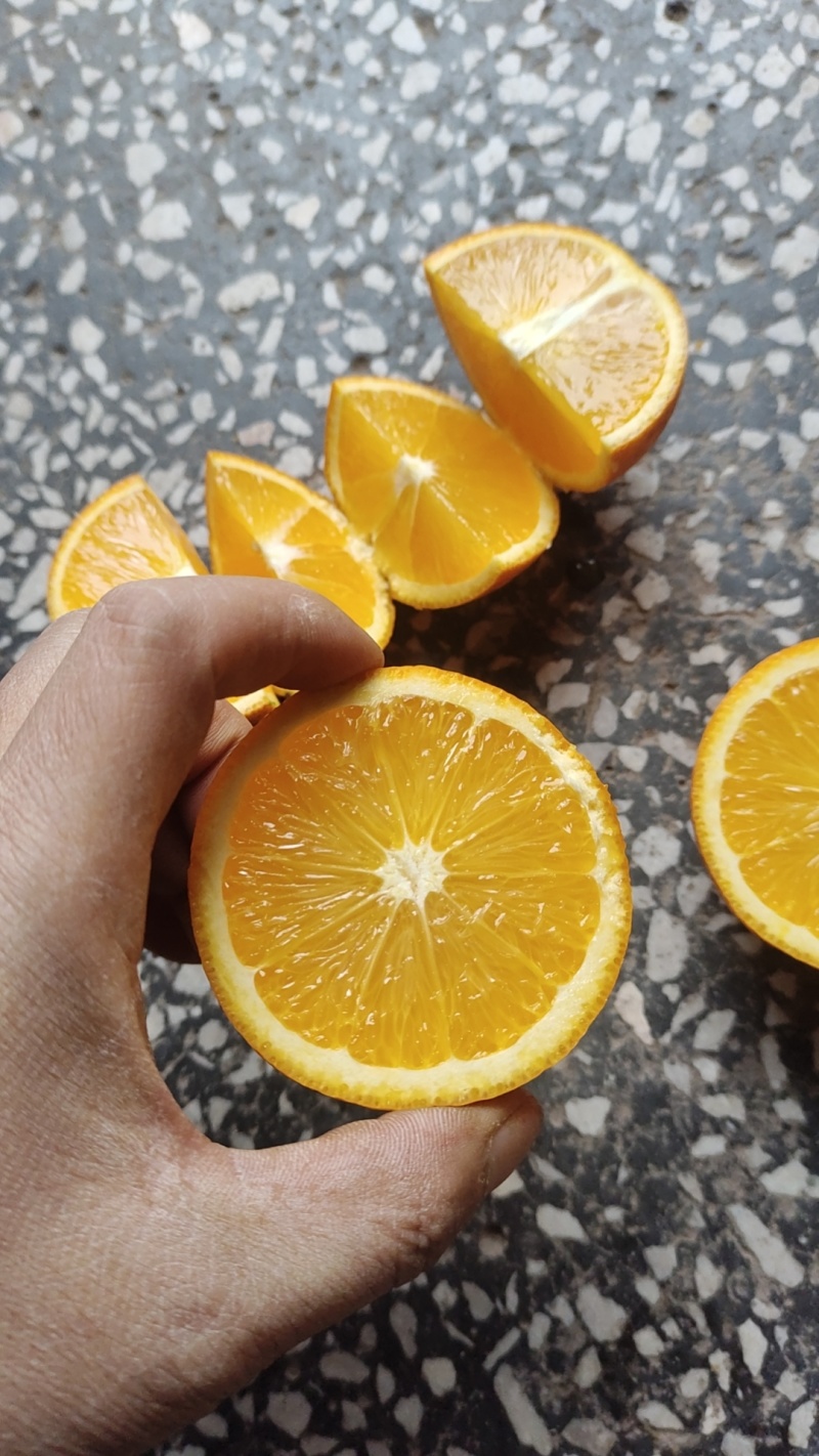 冰糖橙
