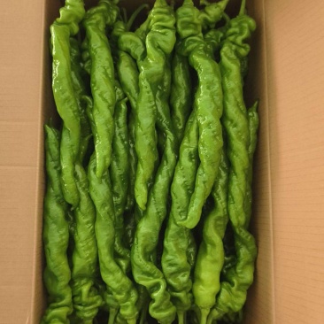 螺丝椒，颜色深绿，当天采摘，保质保量