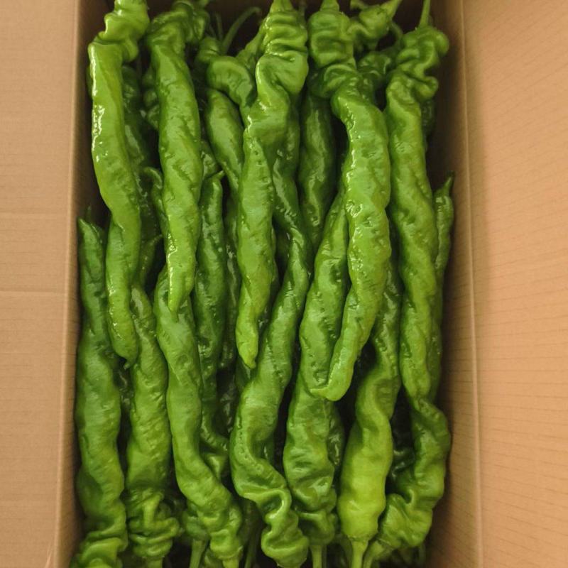 螺丝椒，颜色深绿，当天采摘，保质保量