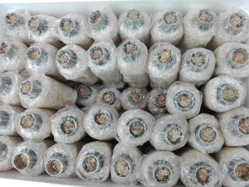 菌种，蘑菇种子，大球盖菇生产种，优质