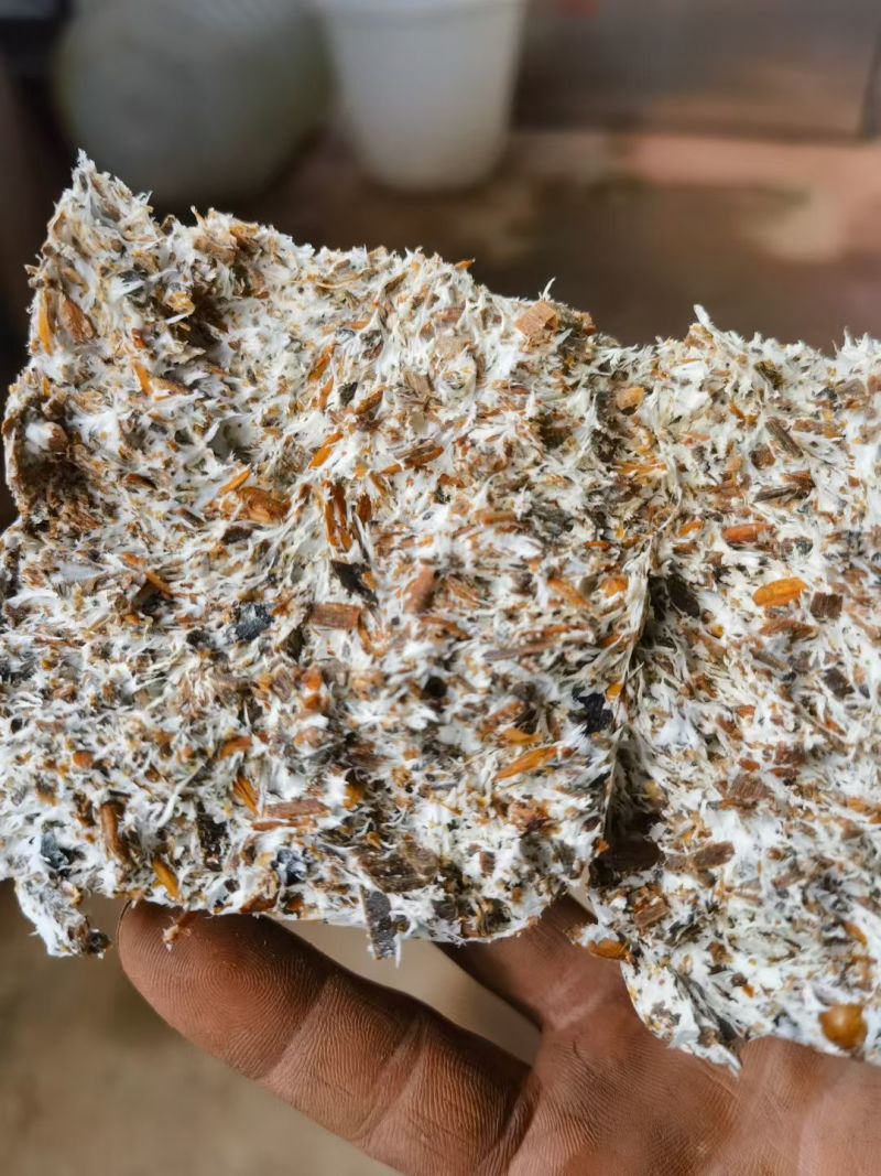 菌种，蘑菇种子，大球盖菇生产种，优质