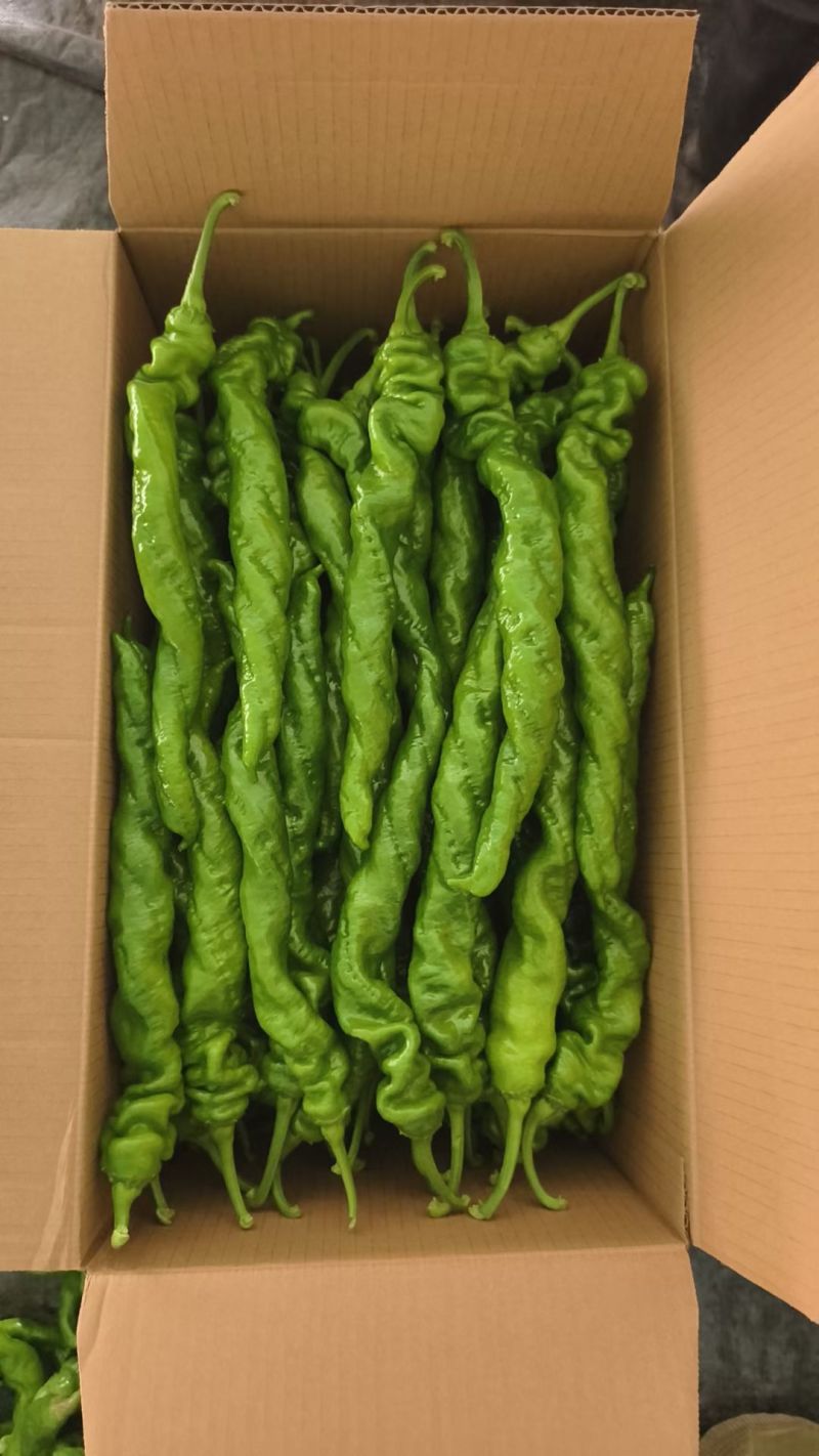 螺丝椒，颜色深绿，当天采摘，保质保量