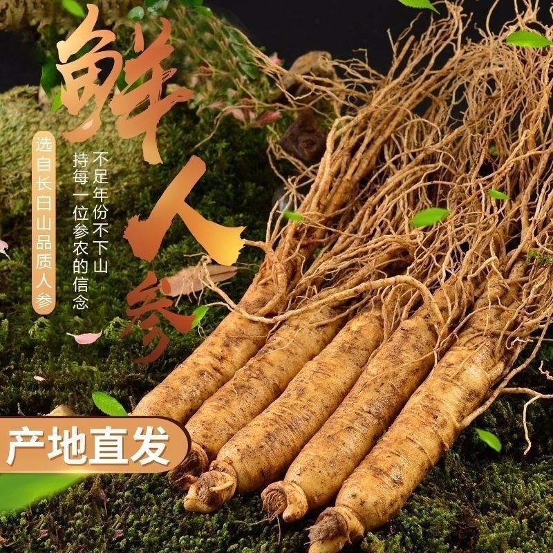 长白山新鲜人参产地批发现挖现售参农直销包邮